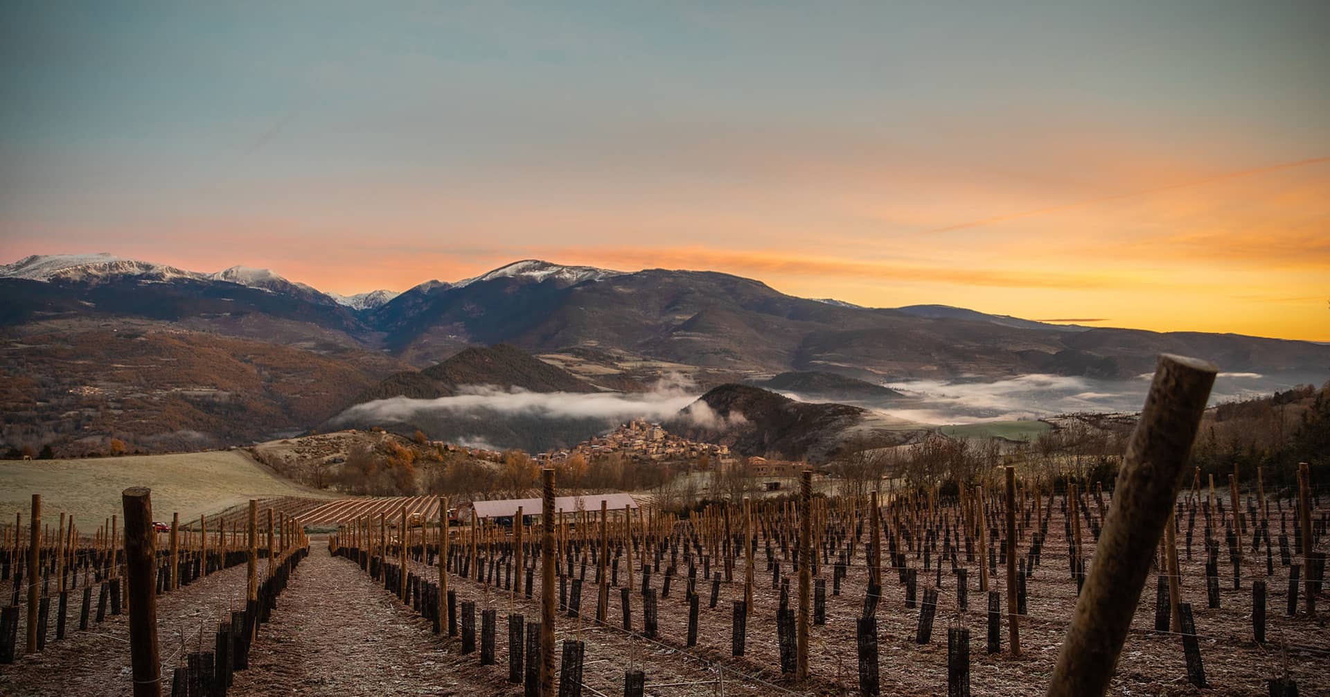 Viñedo de Cal Mandrat al atardecer con la Serra del Cadí