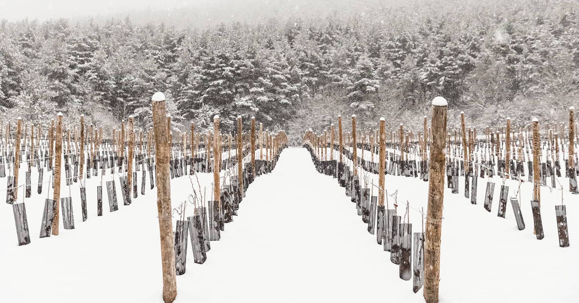 El viñedo nevado en invierno